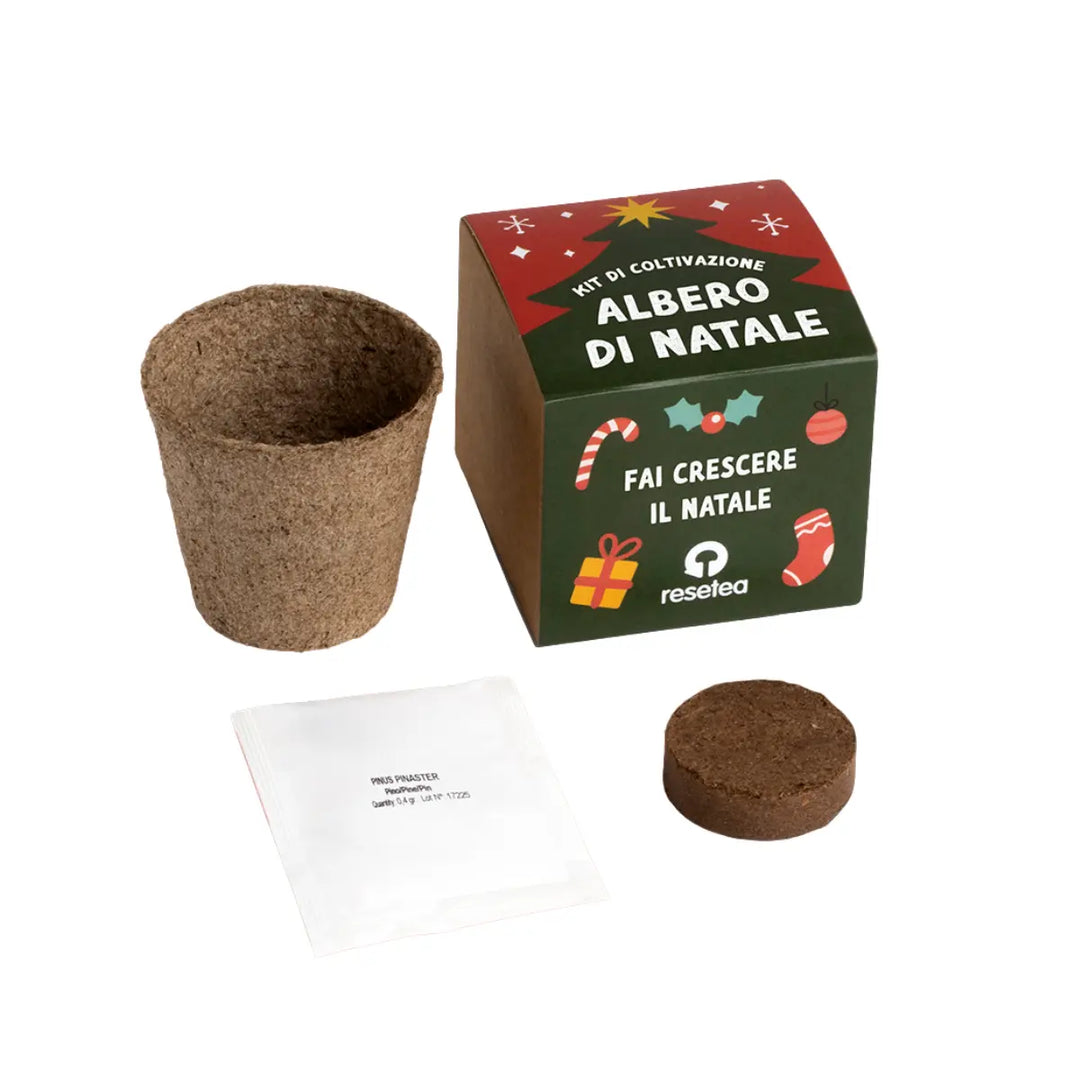 Kit completo per autocoltivazione dell'albero di Natale con bomba di semi