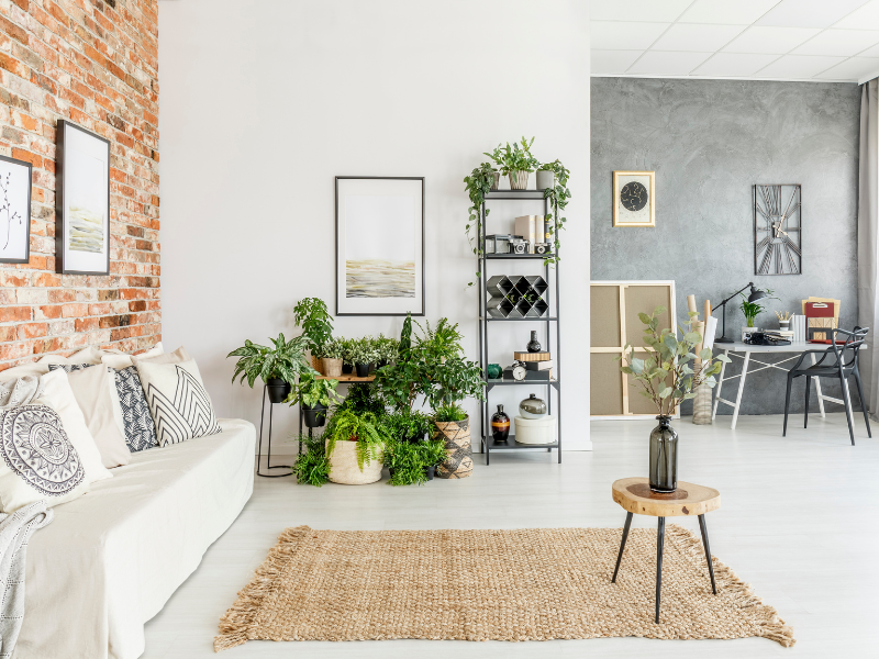 Benefici delle Piante in Casa