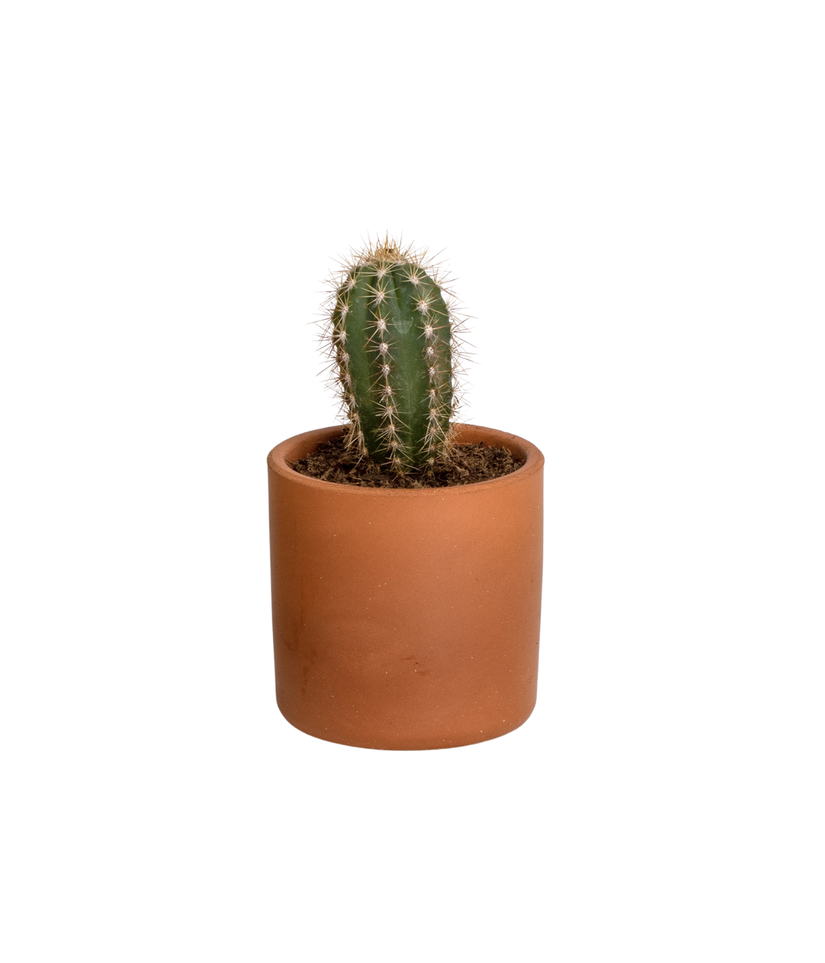 Vaso in terracotta con Cactus. Immagine sfondo bianco