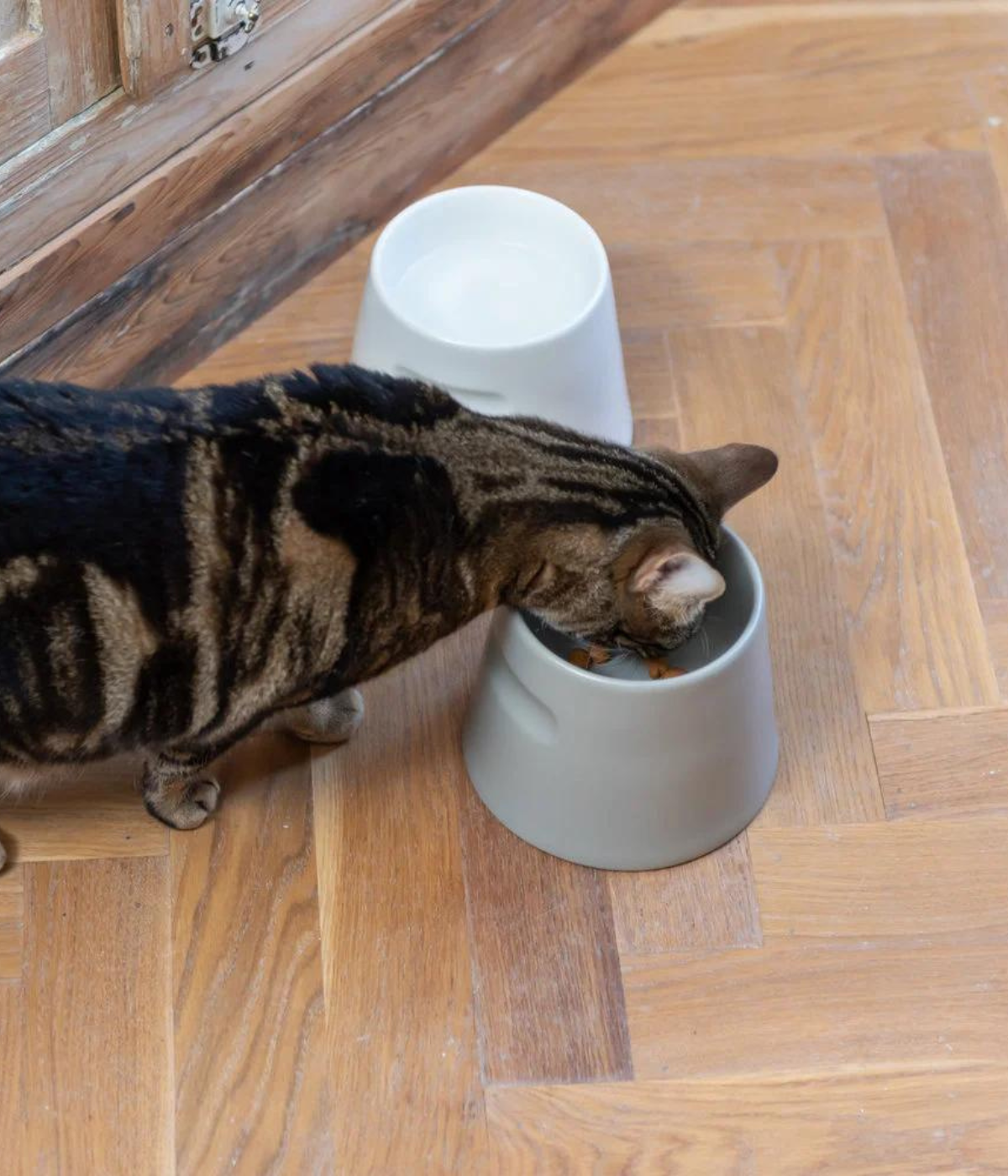 gatto tigrato che mangia da ciotola alta grigia in porcellana su pavimento in legno con ciotola alta bianca vicino