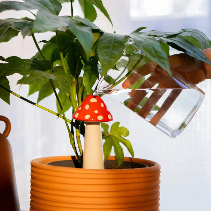 Utilizzo del sistema di autoirrigazione amanita