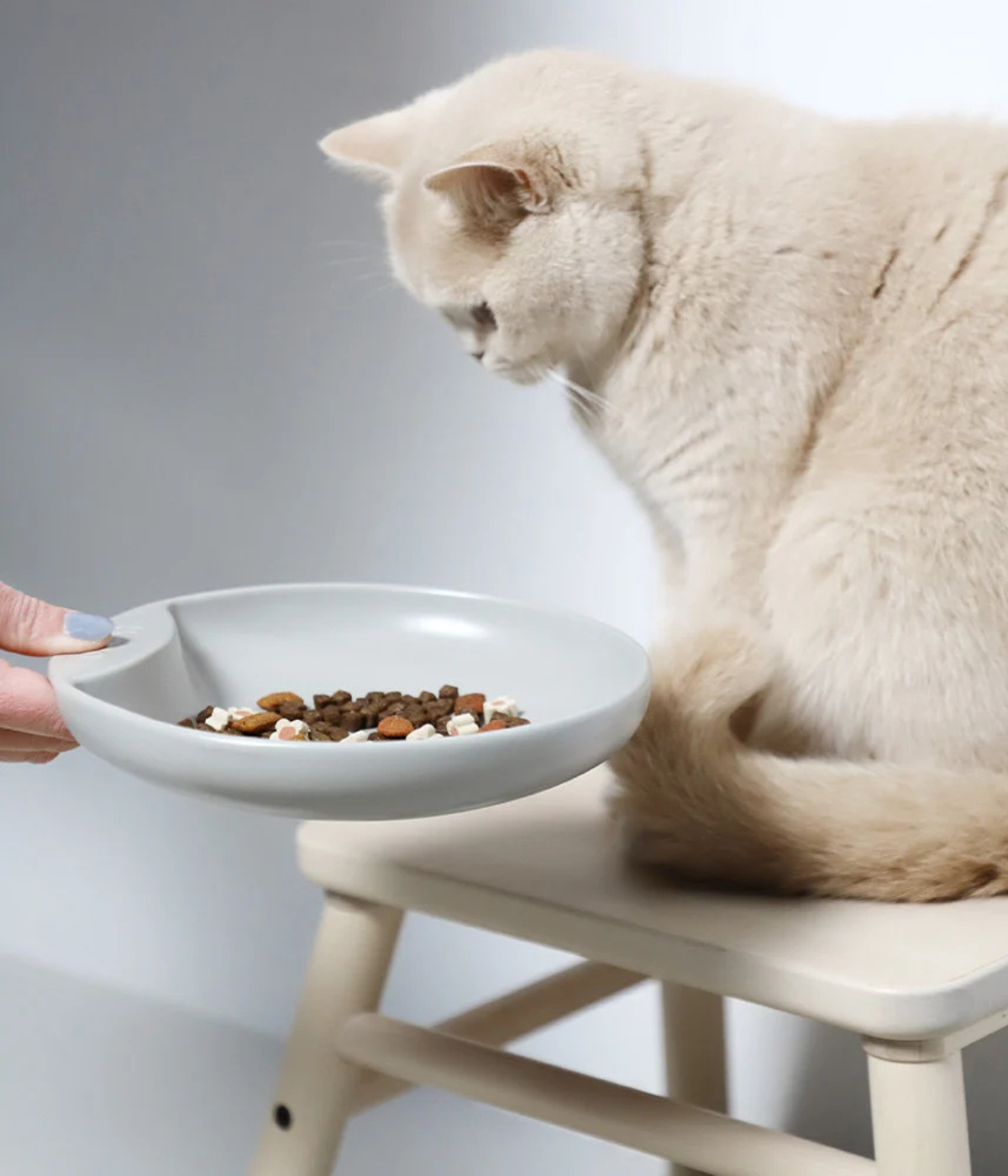 Gatto bianco su sgabello che guarda il cibo dentro la ciotola piatto grigia. Sfondo muro grigio.