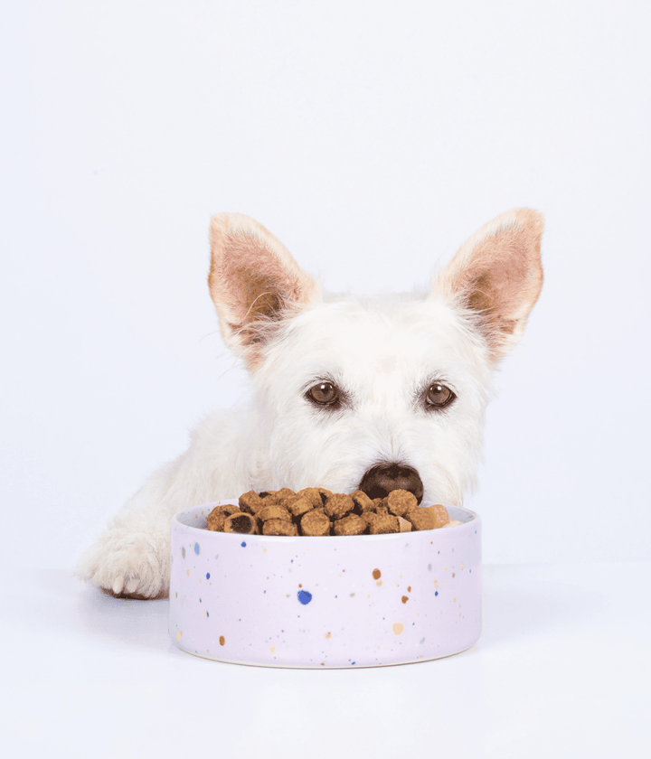 Ciotola per cane e gatto rosa con puntini colorati. Cane bianco appoggiato alla ciotola rosa con croccantini. Sfondo bianco.