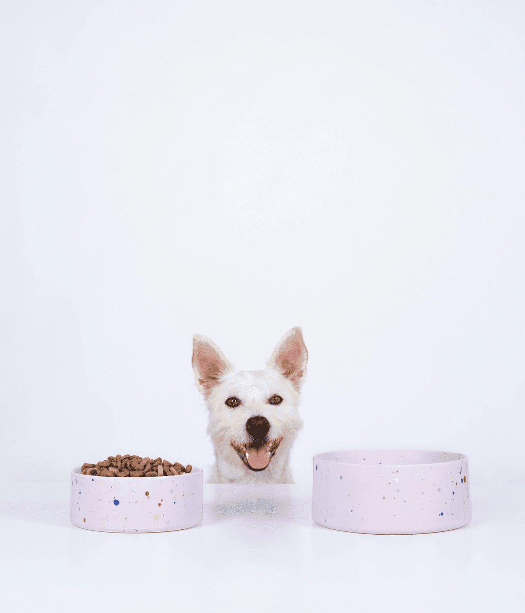 Due ciotole rosa con puntini colorati, piccola con croccantini e grande con acqua. Cane bianco centrale. Sfondo bianco