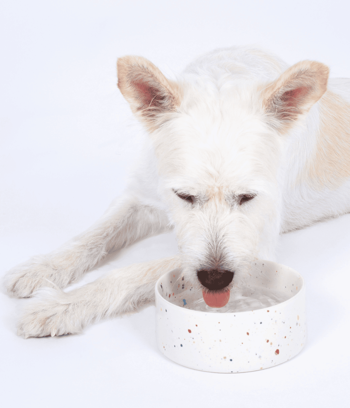 Ciotola bianca con puntini colorati e cane bianco che beve. Sfondo bianco