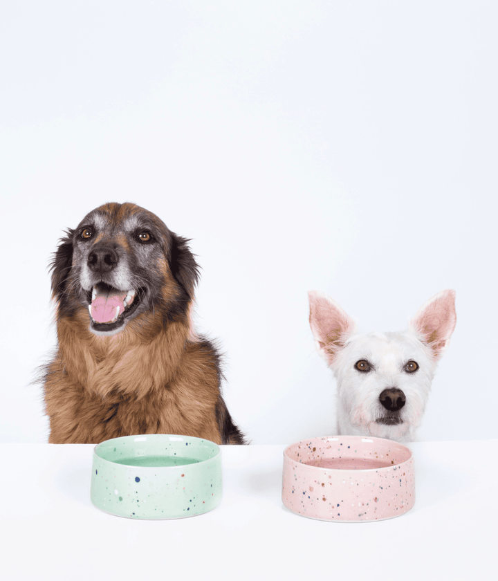 Ciotola per cane e gatto verde e rosa con puntini colorati. Cane marrone  e cane bianco con ciotola appoggiata sul tavolo bianco. Sfondo bianco.