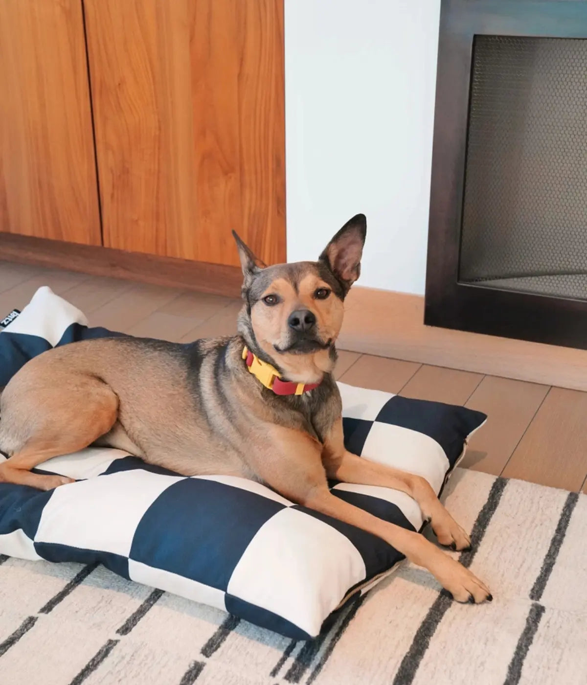 Cane disteso su cuccia scacchi nero e bianco. Sfondo pavimento con tappeto a righe bianche e grigie.