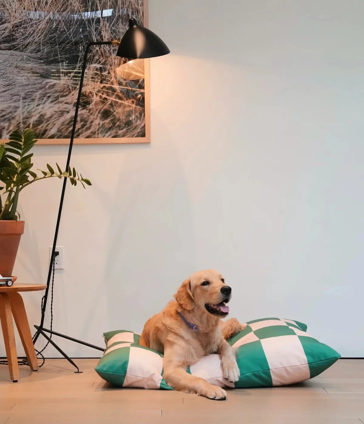 Labrador disteso su cuccia a scacchi verde e rosa. Sfondo muro bianco, pavimento, luce e pianta.