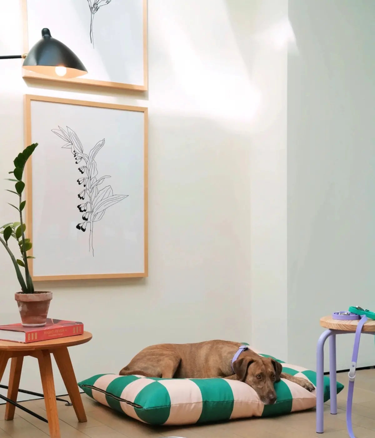Cane marrone disteso su cuccia a scacchi verde e rosa. Sfondo muro bianco, quadri, luce e pianta.