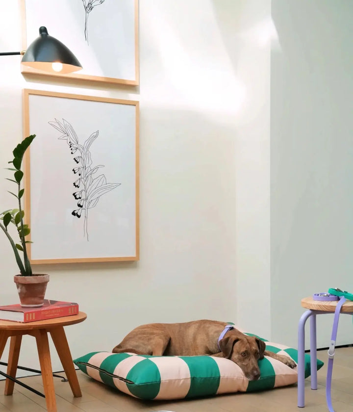 Cane marrone disteso su cuccia a scacchi verde e rosa. Sfondo muro bianco, quadri, luce e pianta.