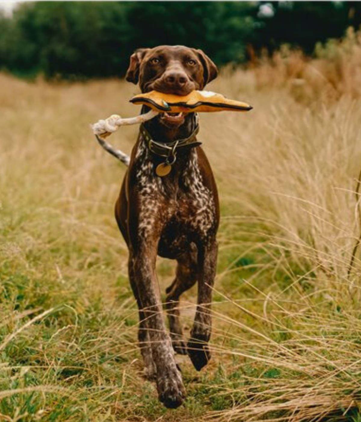 Cane con in bocca il gioco a forma di canguro che corre in mezzo al prato.
