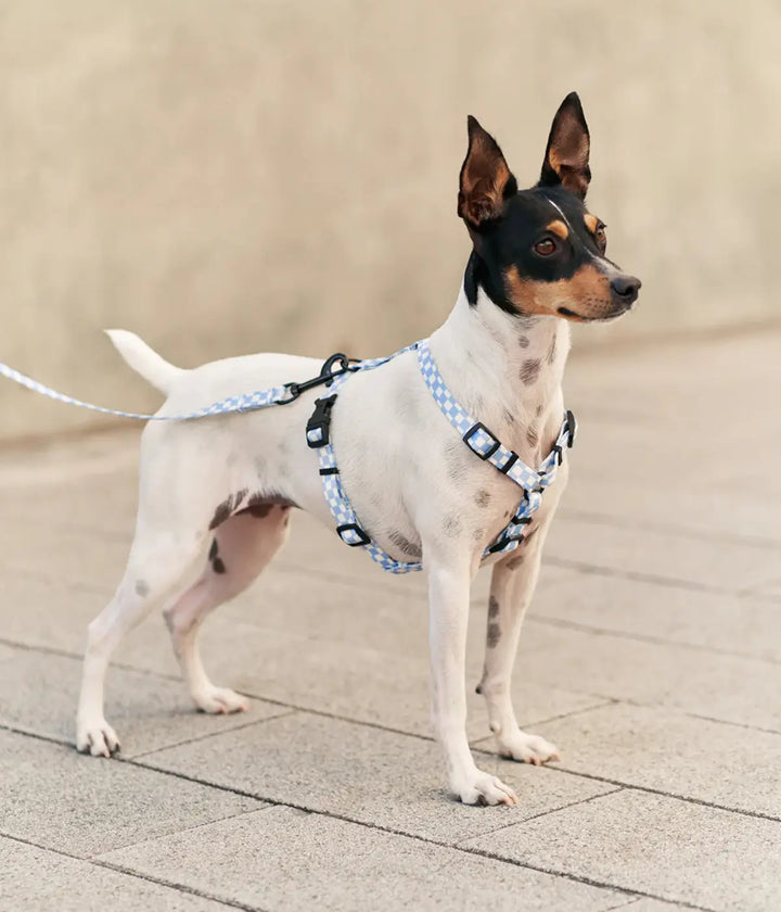 Cane bianco con pettorina e guinzaglio tessuto a quadretti bianchi e blu. Sfondo marciapiede grigio