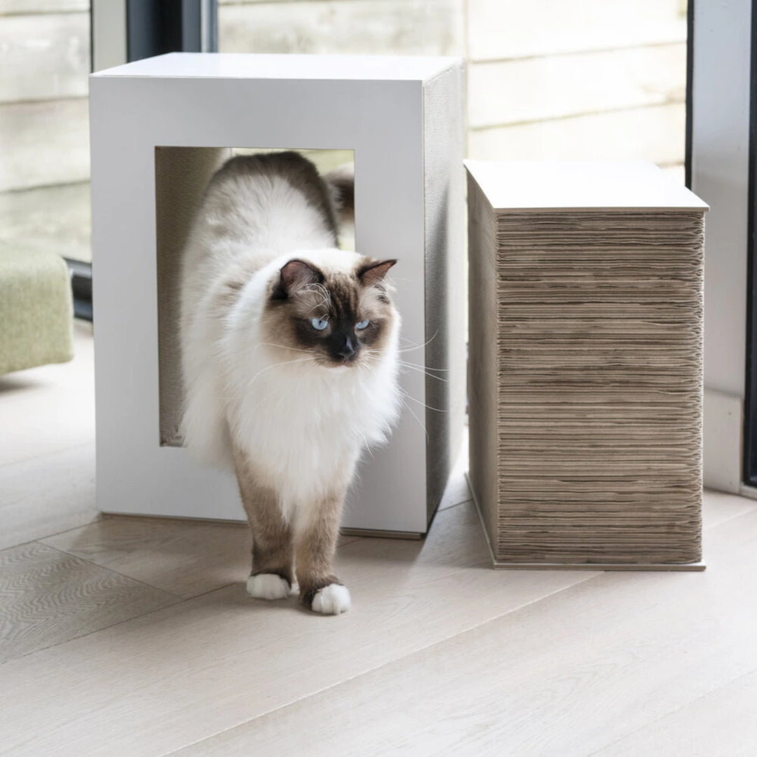Gatto Persiano che esce da tiragraffi bianco in cartone, parte estraibile accanto.    Interno salotto