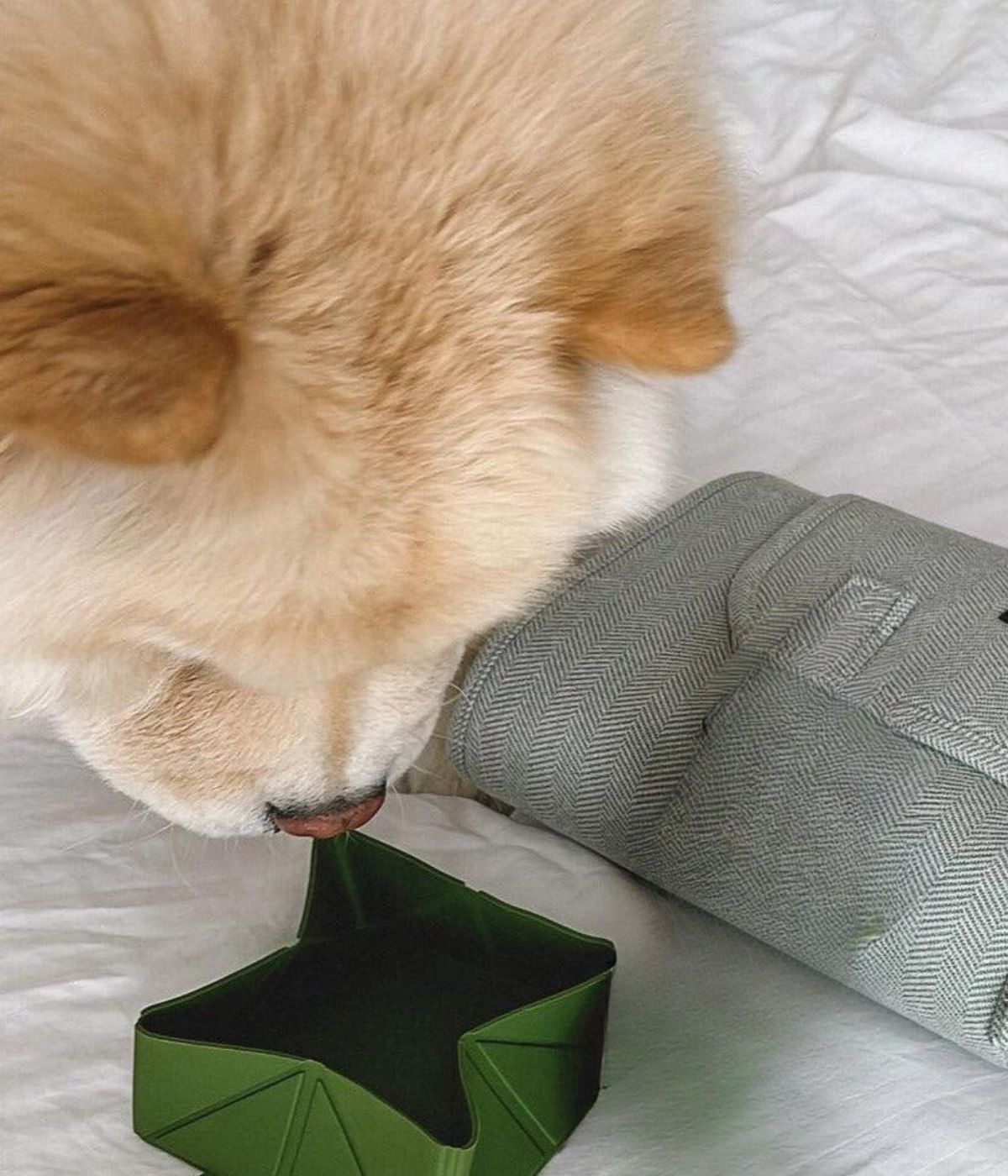 Cane che beve dalla ciotola da viaggio pieghevole verde. Sfondo lenzuolo bianco