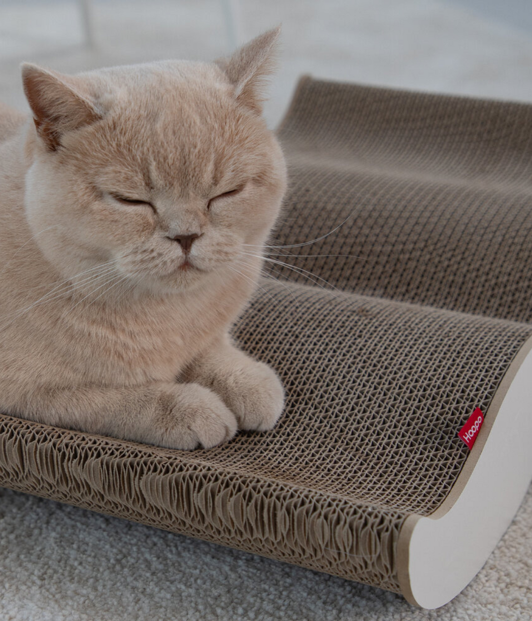 Gatto che dorme appoggiato su tiragraffi baffo bianco. Sfondo tappeto grigio