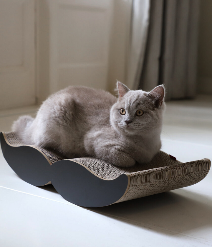 Un gatto grigio che riposa sopra tiragraffi nero in cartone riciclato. Sfondo salotto