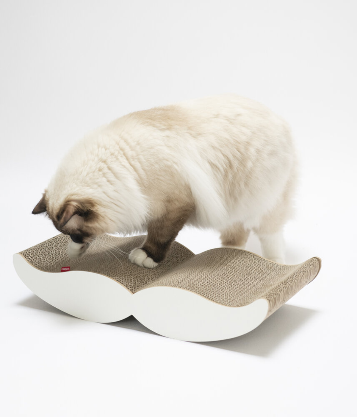 Gatto che gioca con il tiragraffi bianco in cartone. Sfondo bianco