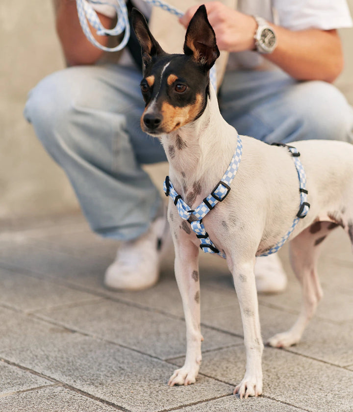 Cane bianco con muso nero che indossa pettorina a quadretti bianchi e blu. Sfondo strada e padrone
