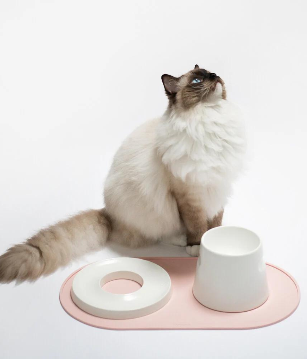 Gatto che aspetta il cibo. Tappetino rosa con ciotole Tower e anello appoggiate sopra. 