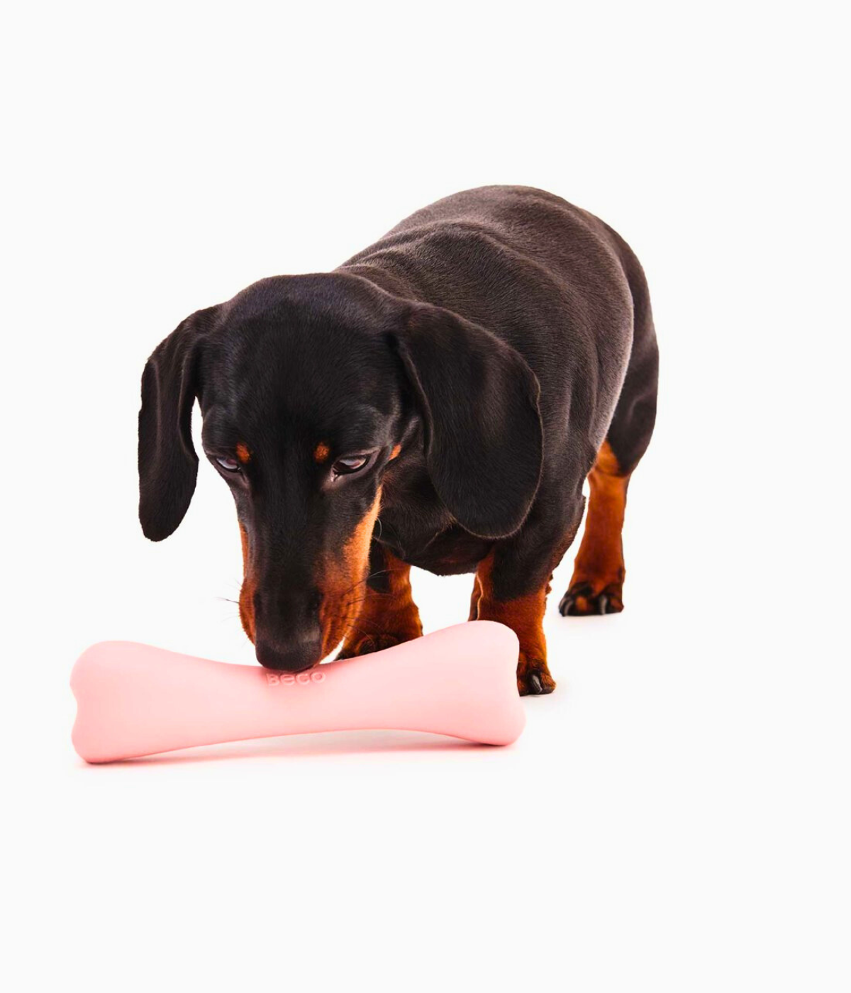 Bassotto che gioca con un osso colore rosa su sfondo bianco 