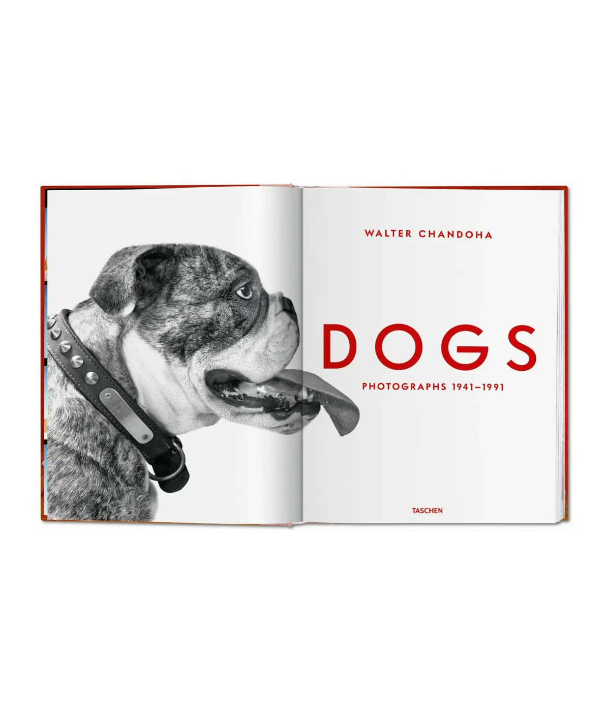 Due pagine fondo bianco con bulldog bianco e nero e scritte rosse Dogs, W. Chandoha. Sfondo bianco