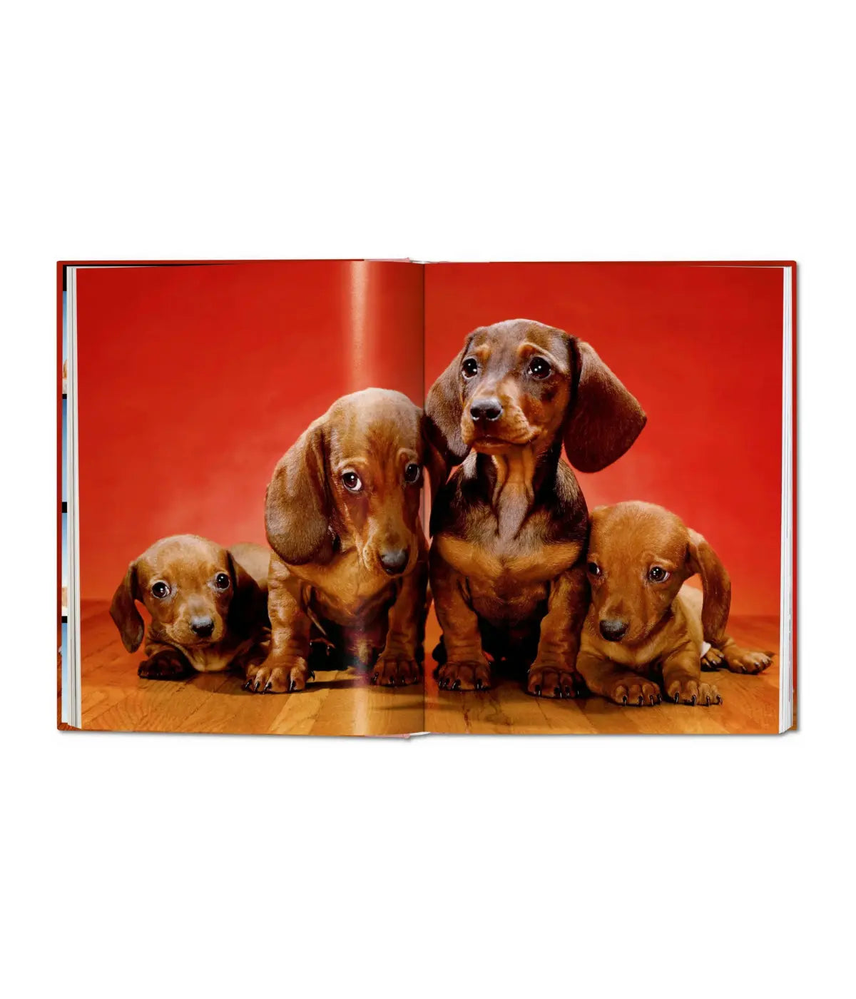 Due pagine sfondo rosso con quattro cani bassotto marroni. Immagine su sfondo bianco.