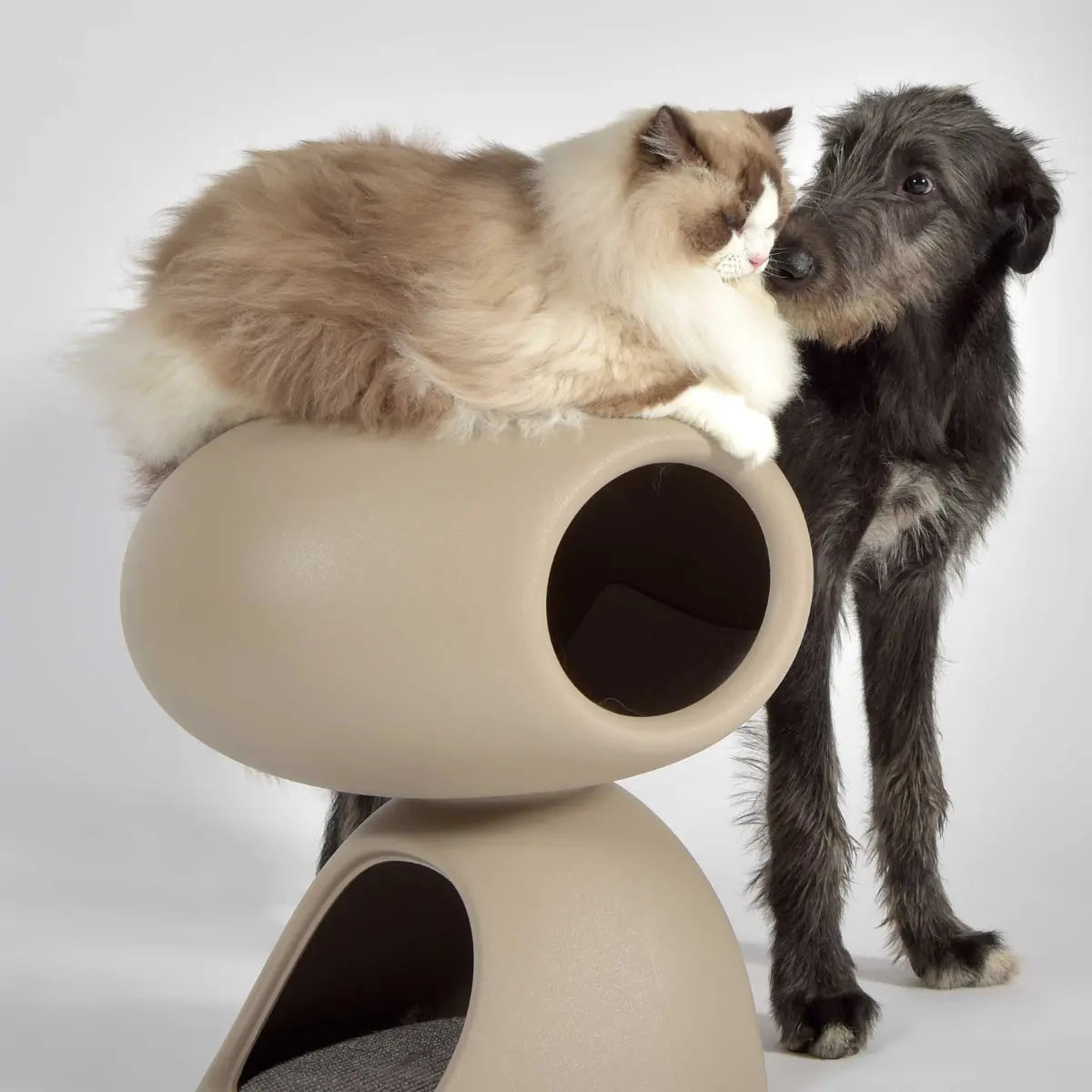 Cuccia per gatti con gatto seduto e cane che lo guarda. cuccia tortora 