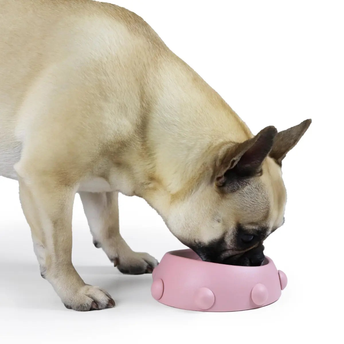 Bulldog francese che mangia dalla ciotola rosa con le borchie 