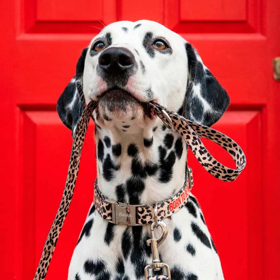 Cane Dalmata con collare e guinzaglio leopardato con scritta born to be wild rossa