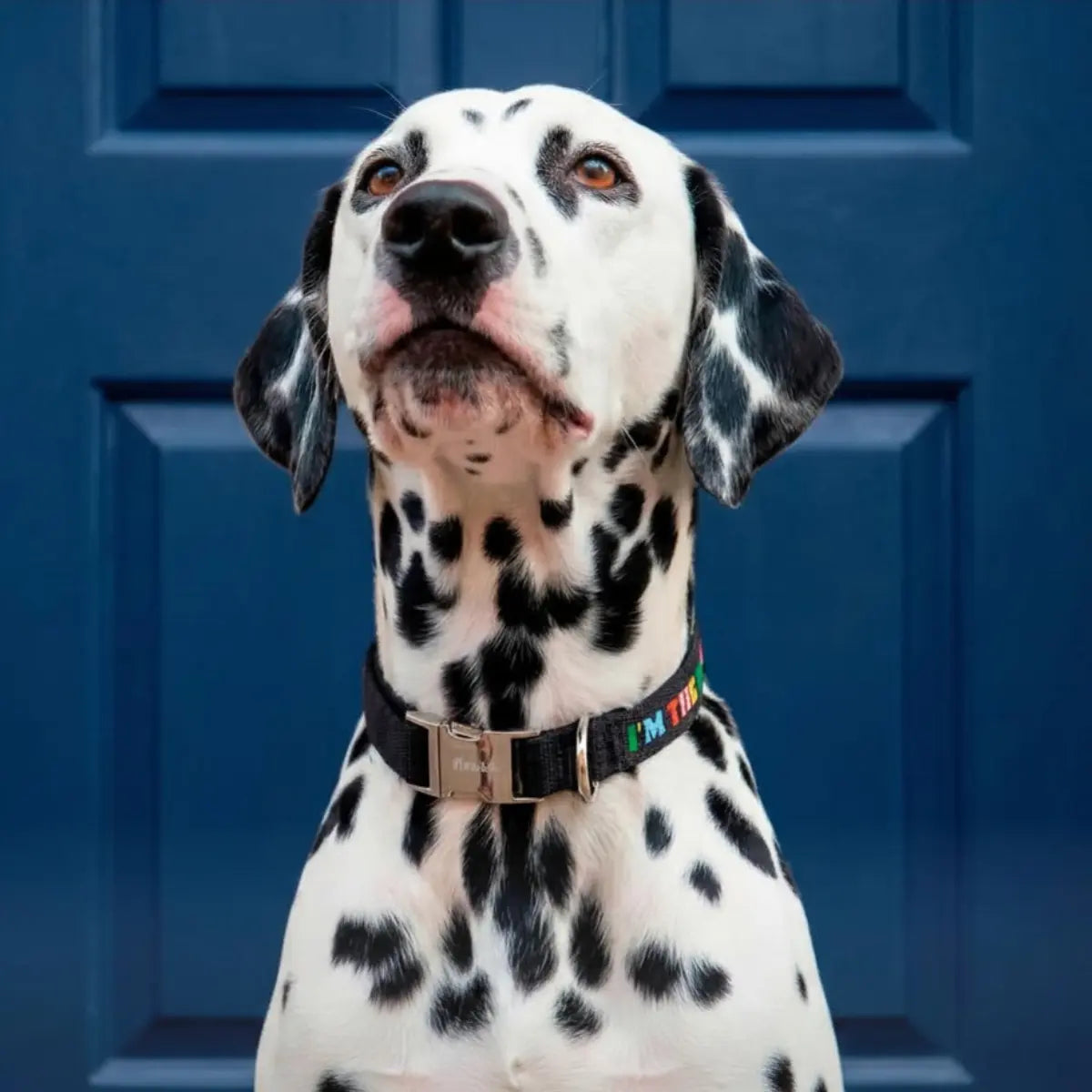 Cane dalmata con collare nero con scritta multicolore I'm the boss