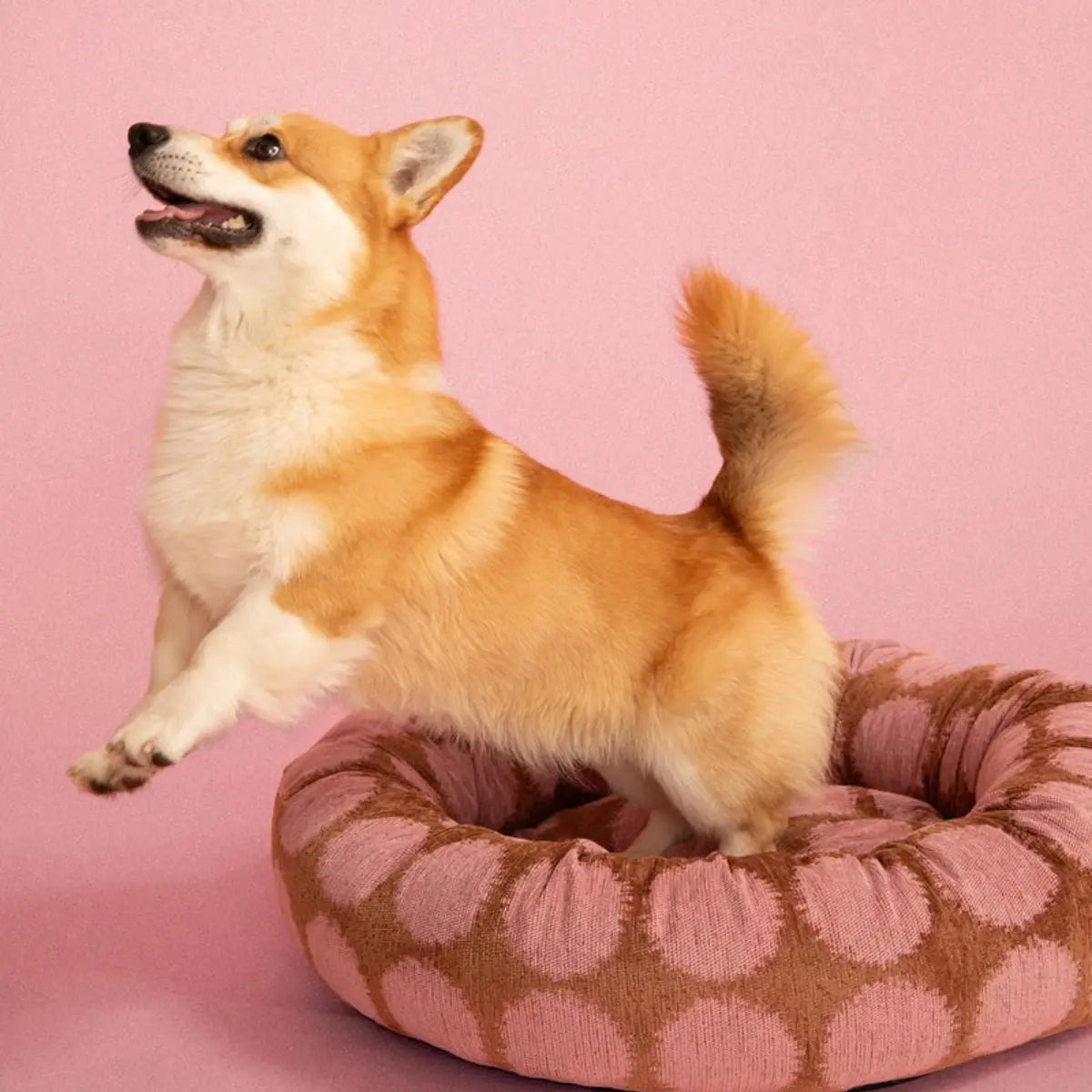 Cuccia rotonda per cani Pois moka e rosa – Taglia M
