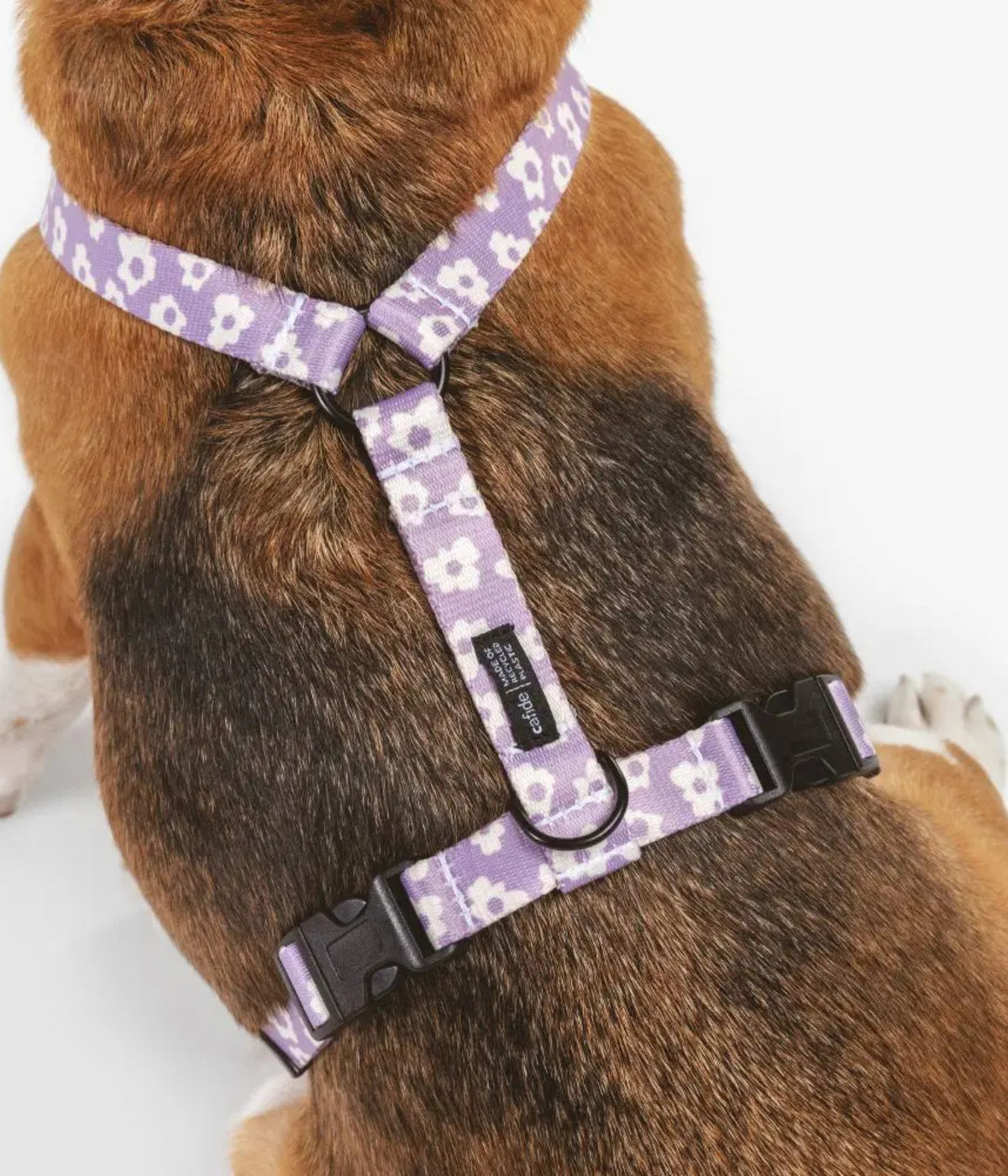 Dettaglio parte alta pettorina viola con fiori bianchi. Ganci e fibbie nere. Indossata da un Beagle