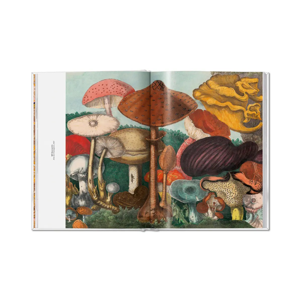 Due pagine illustrate del libro The Gourmand's Mushroom, A Collection of Stories and Recipes.