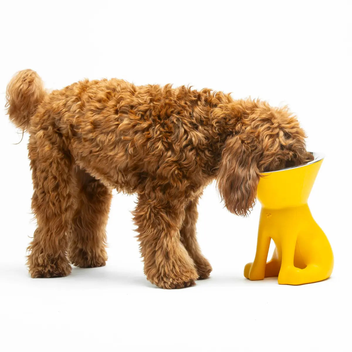 Ciotola rialzata gialla utilizzata da un barboncino a forma di cane con ciotola in acciaio 