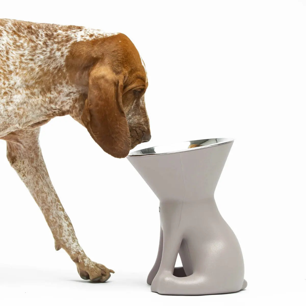 Ciotola rialzata per cani colore tortora con un cane di taglia grande che la utilizza 