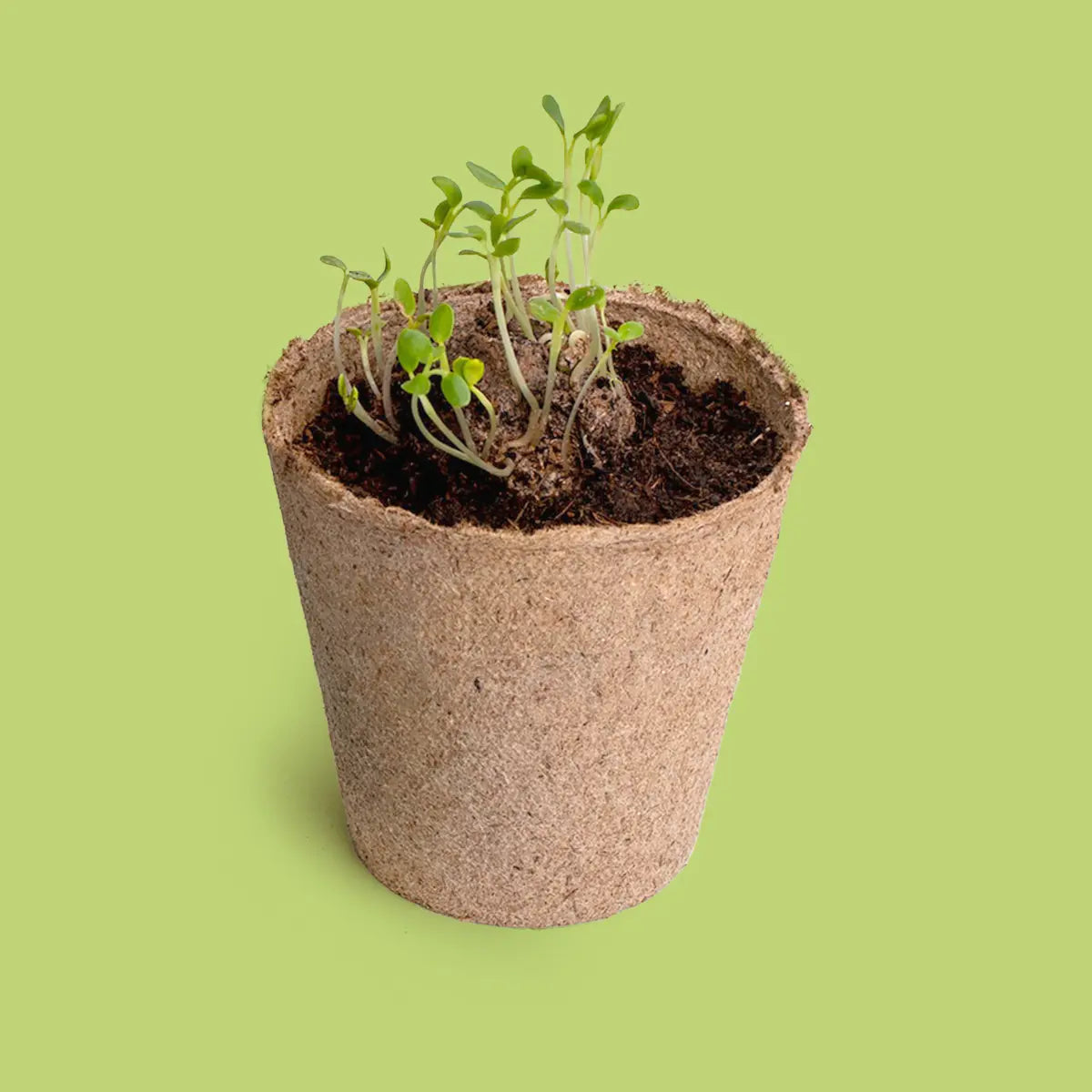 Esprimi un desiderio kit di coltivazione del dente di leone – Resetea