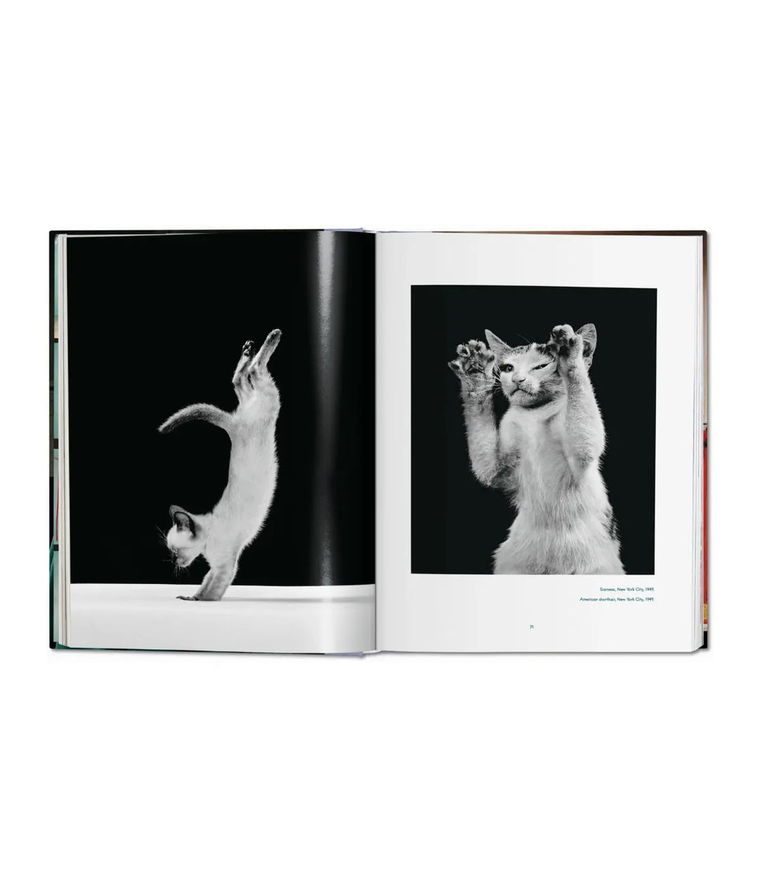 Due foto gatti in bianco e nero uno su due zampe in verticale, uno che mostra le zampe. Sfondo bianco.