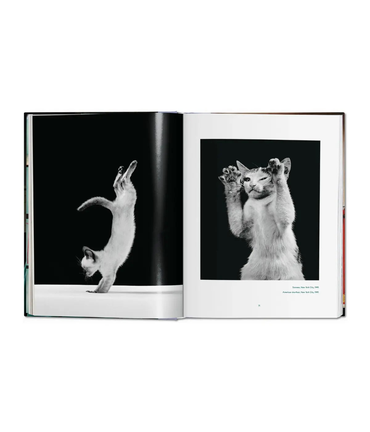 Due foto gatti in bianco e nero uno su due zampe in verticale, uno che mostra le zampe. Sfondo bianco.