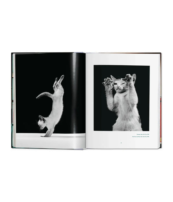 Due foto gatti in bianco e nero uno su due zampe in verticale, uno che mostra le zampe. Sfondo bianco.