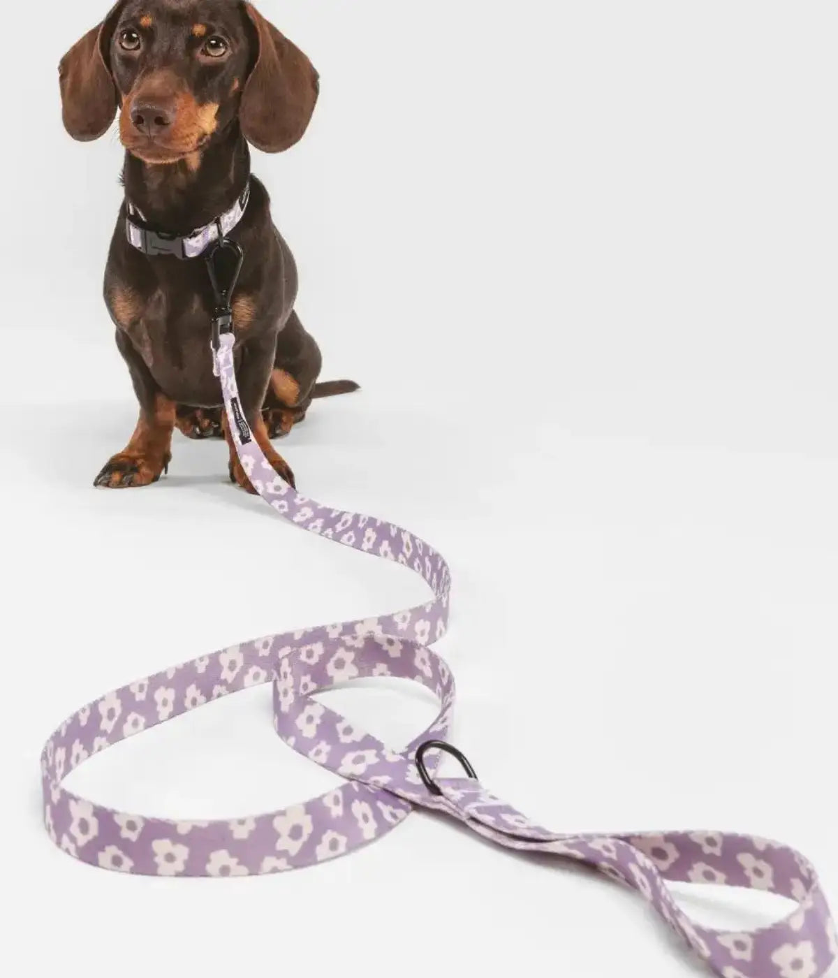 Cane marrone con collare e guinzaglio viola con fiori bianchi. Immagine su sfondo bianco