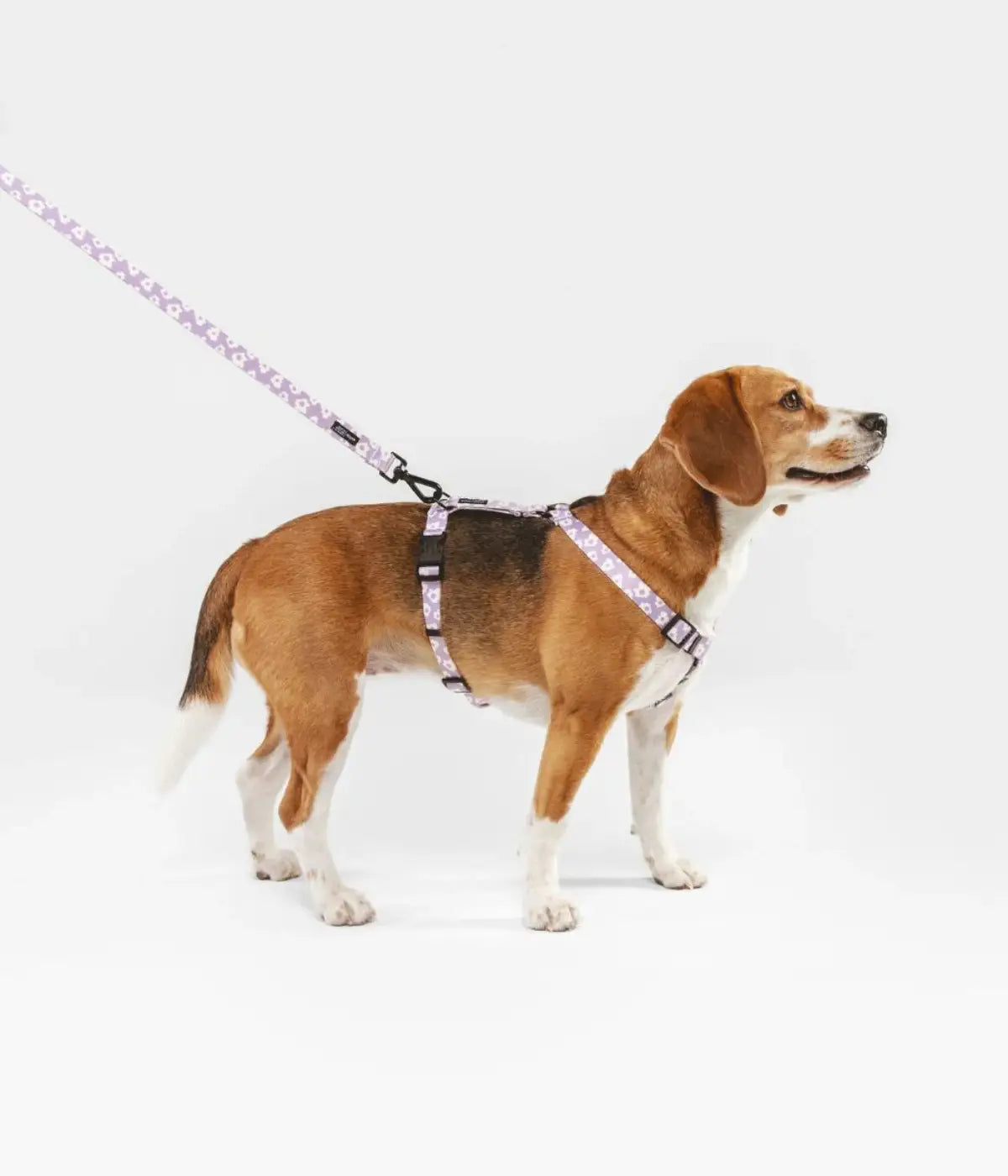 Beagle con pettorina e guinzaglio coordinato viola con fiori bianchi. Sfondo bianco