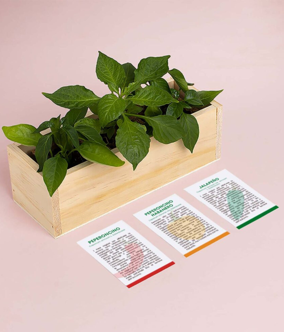 Scatola in legno con all'interno piante verdi. Schede peperoncino, habanero, jalapeño. Sfondo bianco