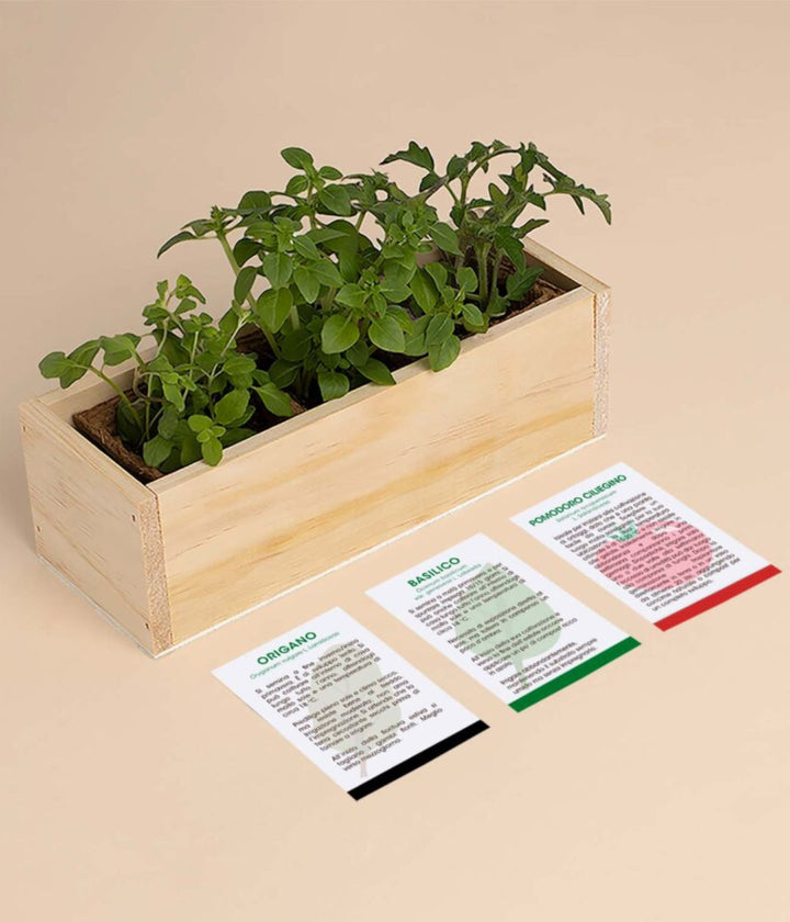 Scatola in legno con all'interno piante verdi. Schede origano basilico e pomodoro. Sfondo bianco