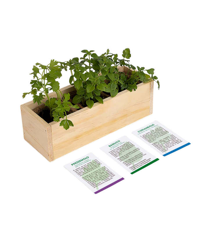 Kit di autocoltivazione, scatola in legno con all'interno le schede prodotto e le piante verdi di prezzemolo, basilico e coriandolo