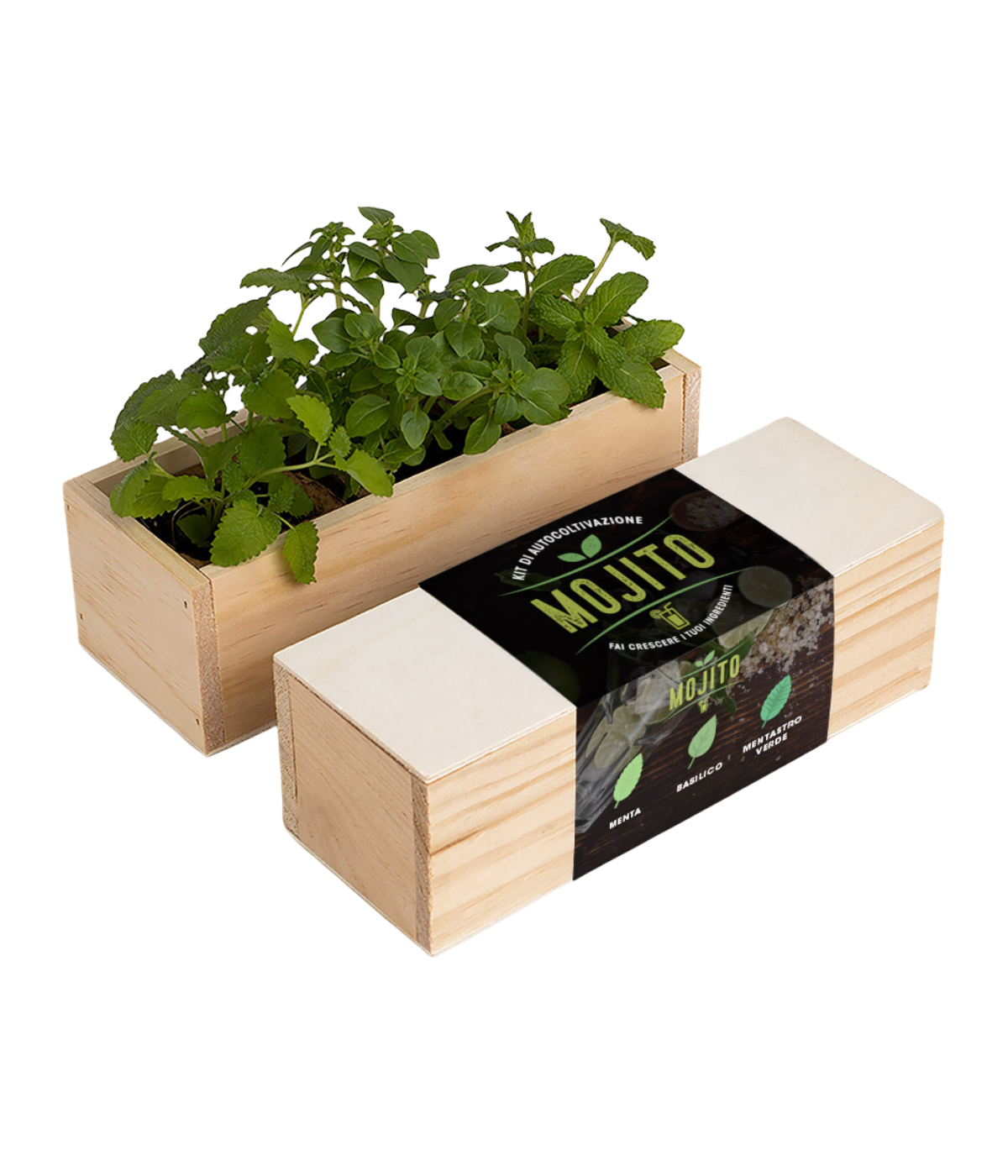 kit di autocoltivazione per Mojito. Tre piante di erbe aromatiche: Menta, basilico e mentastro verde.