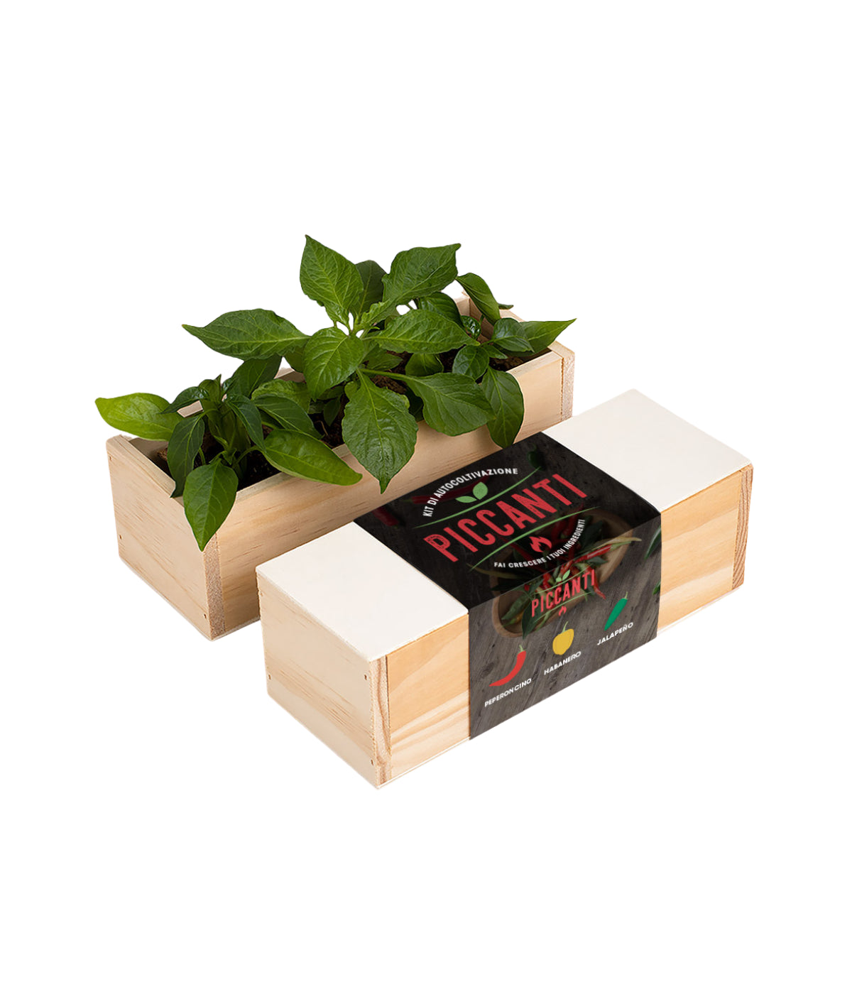 Coperchio scatola in legno con scritta piccanti e contenitore con tre piantine verdi. Sfondo bianco