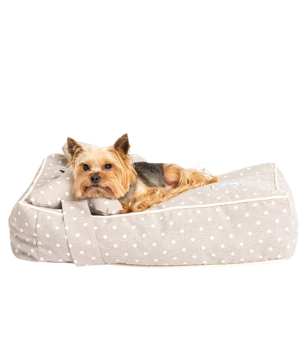 Yorkshire sdraiato su letto per cani beige con pois bianchi, cuscino a forma di osso. Sfondo bianco