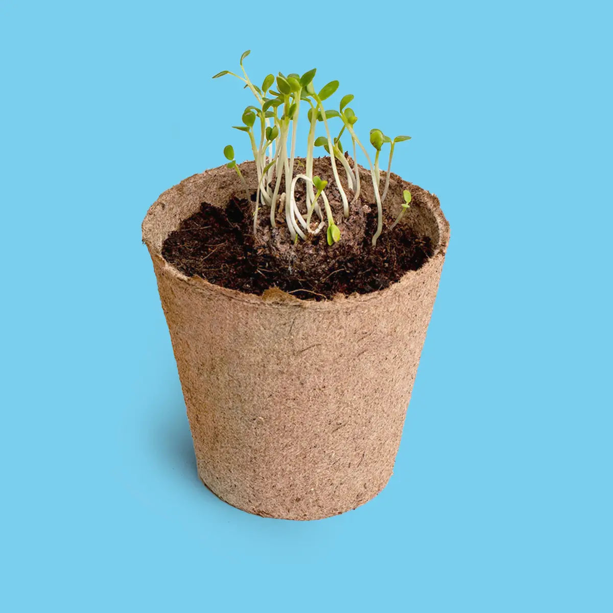 Non ti scordar di me kit di coltivazione Myosotis – Resetea