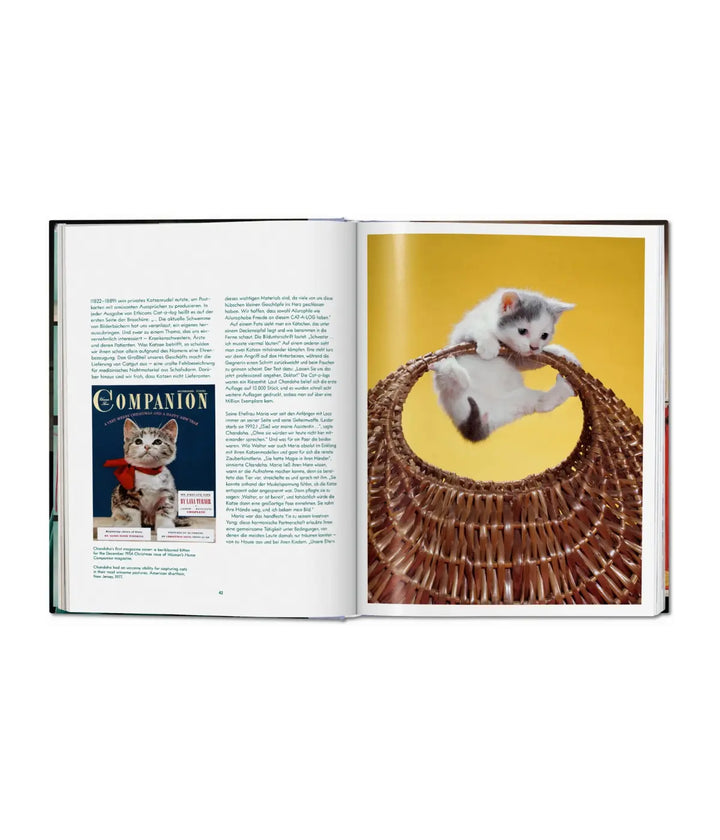 Una pagina con testo in inglese e foto gatto con sfondo blu. Immagine gatto arrampicato su cestino.