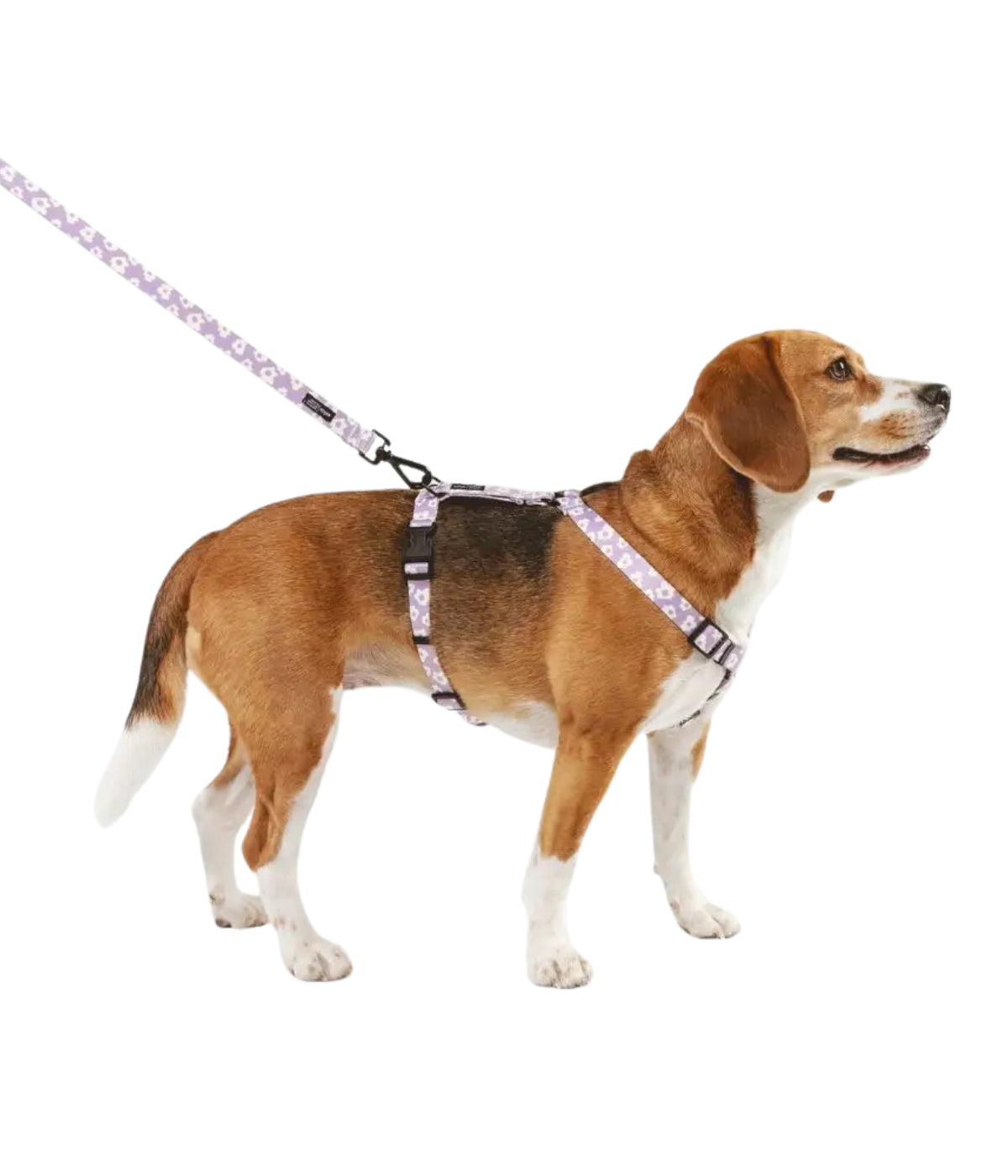 Cane razza Beagle con pettorina base viola con fiori bianchi. Guinzaglio coordinato. Sfondo bianco